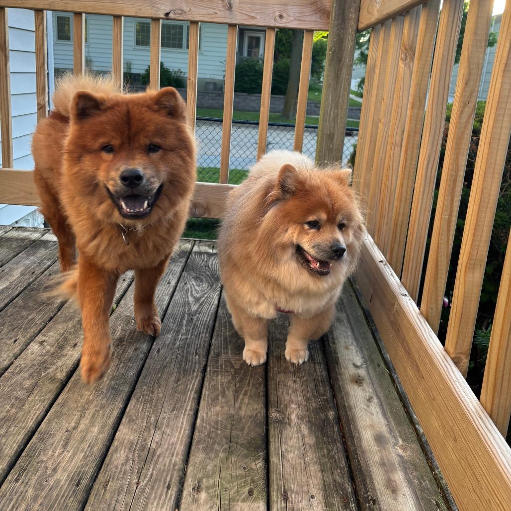 Enlarge Kavik, a Adoptable mixed breed in Milwaukee, WI image 2/6