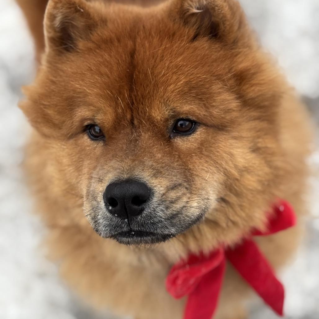 Enlarge Kavik, a Adoptable mixed breed in Milwaukee, WI image 3/6