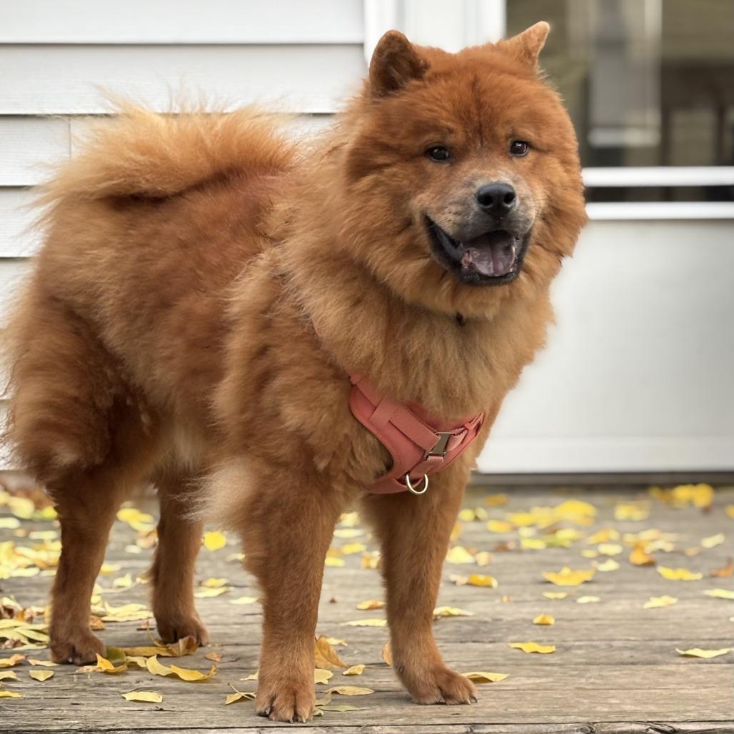 Enlarge Kavik, a Adoptable mixed breed in Milwaukee, WI image 3/6