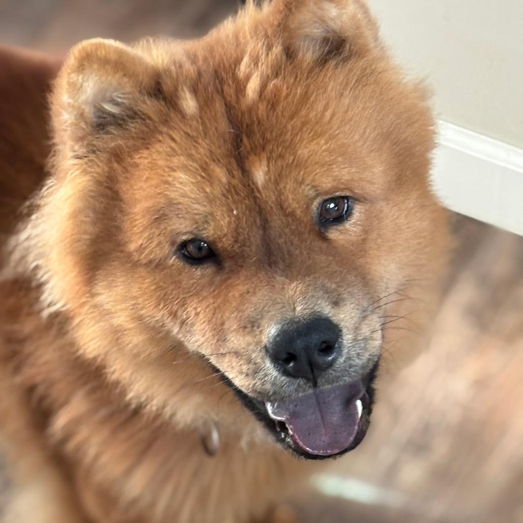 Enlarge Kavik, a Adoptable mixed breed in Milwaukee, WI image 4/6