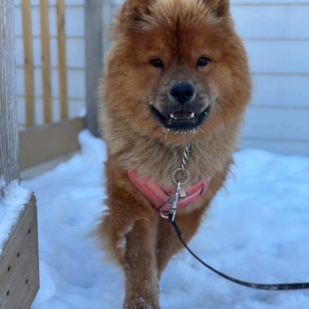 Enlarge Kavik, a Adoptable mixed breed in Milwaukee, WI image 6/6