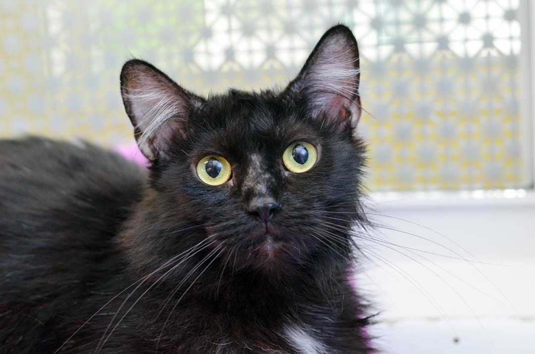 Vivi, adopted, Young Female Domestic Medium Hair.
