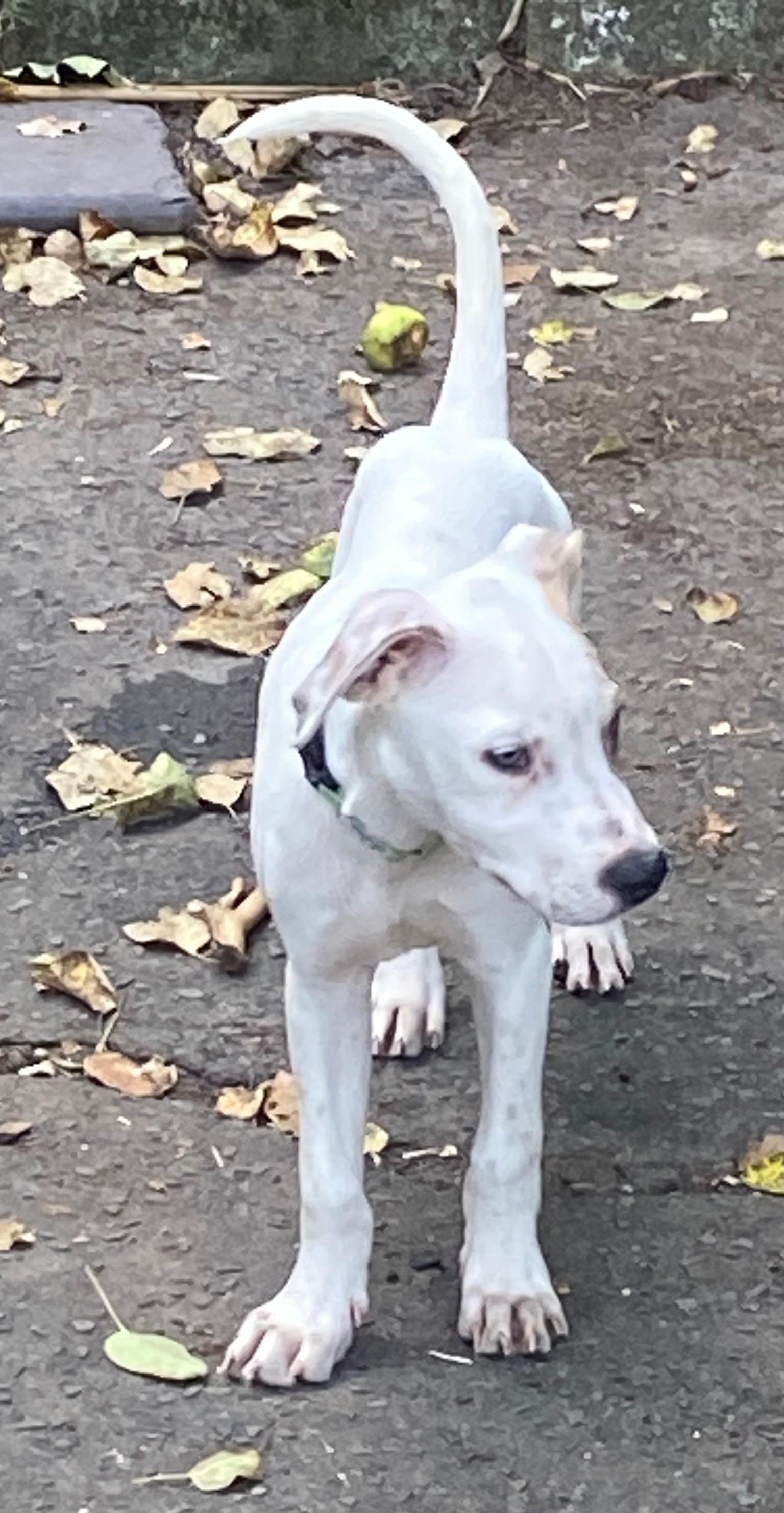 Finley