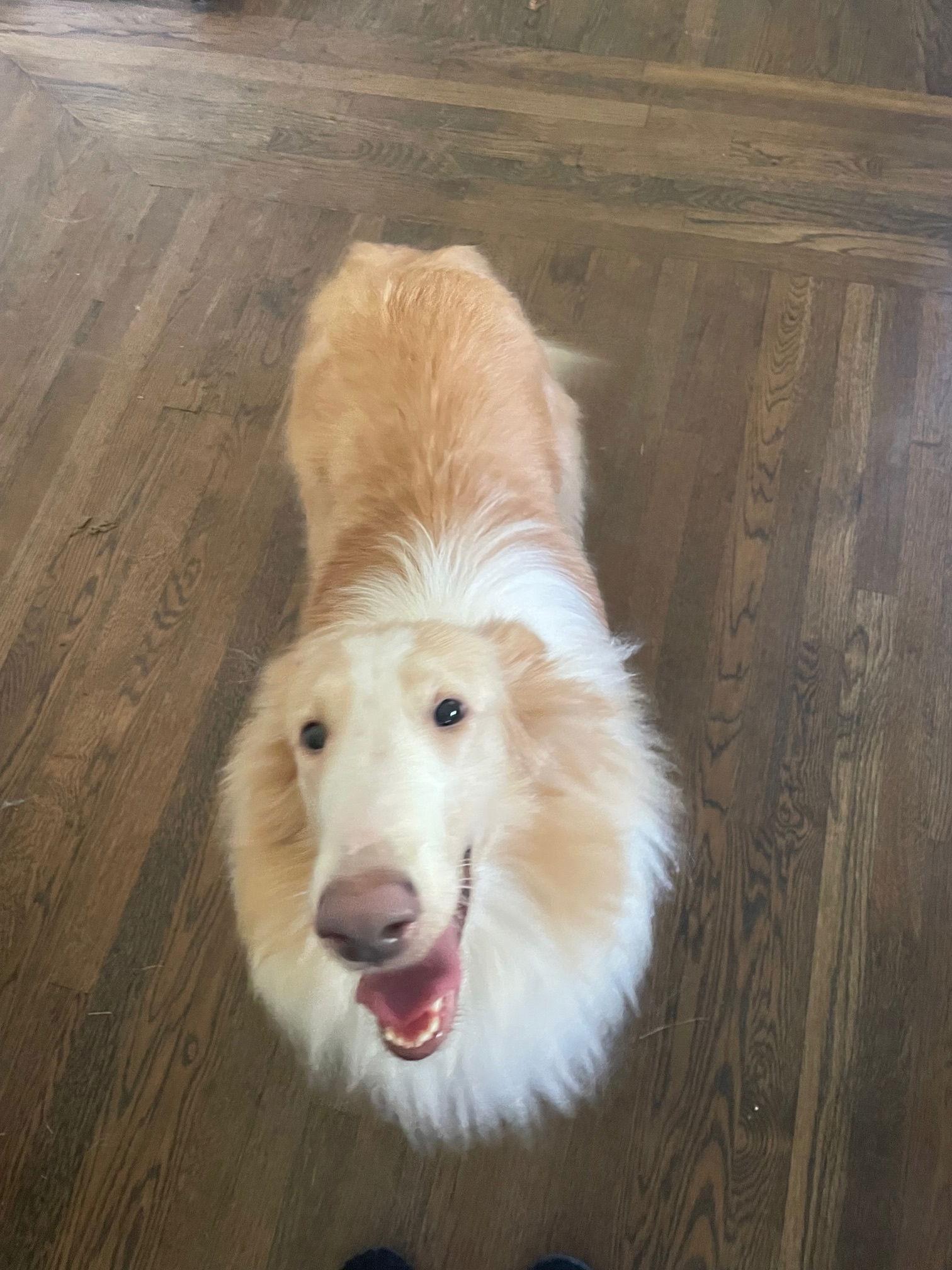 Enlarge Tippy, a Adopted Collie in Chantilly, VA image 1/2