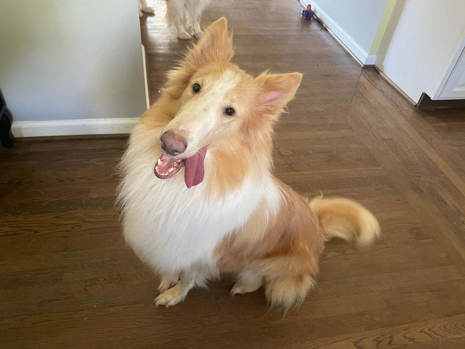 Enlarge Tippy, a Adopted Collie in Chantilly, VA image 2/2