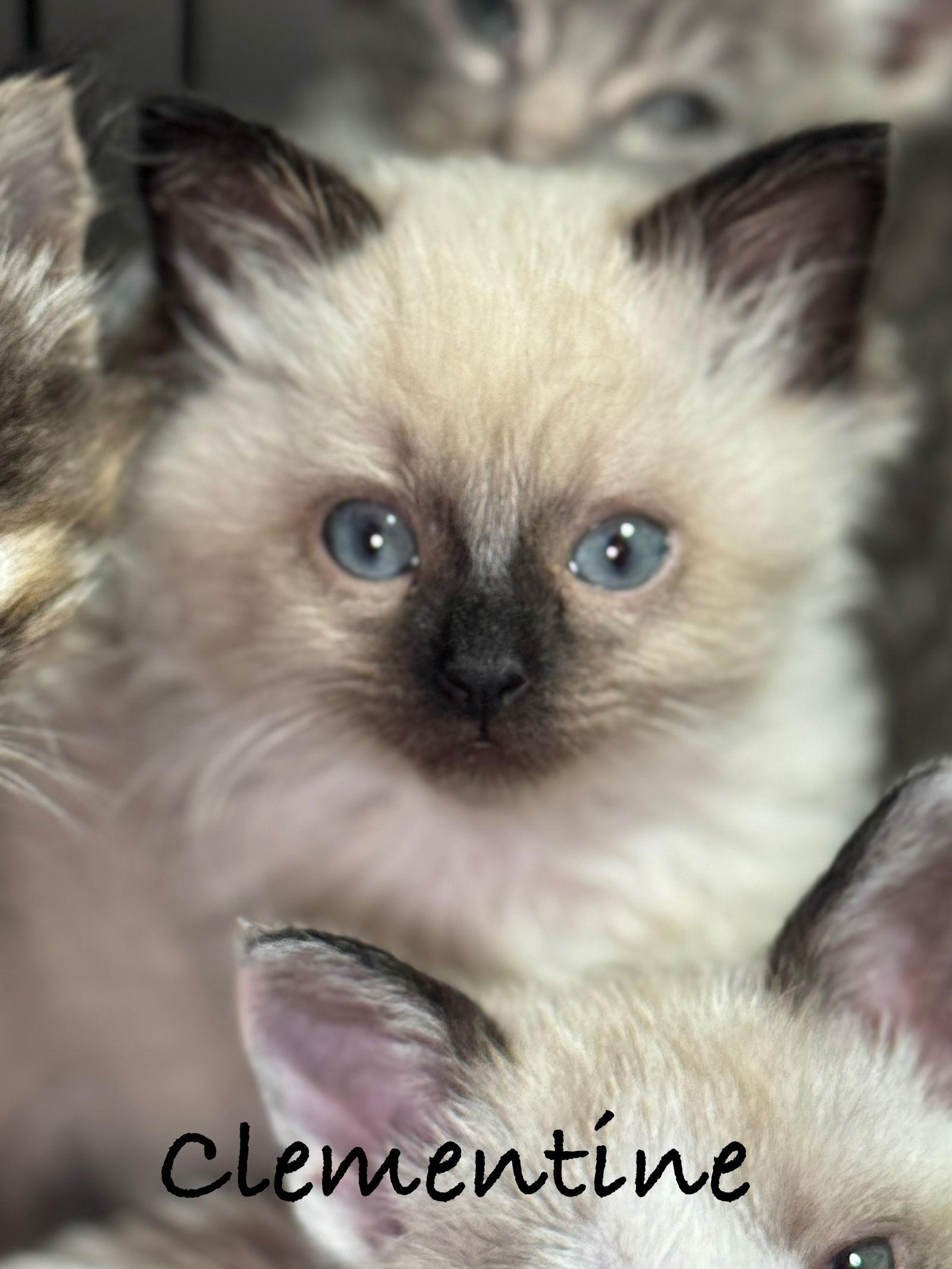 Clementine, Adopted, Young Female Siamese & Domestic Short Hair.