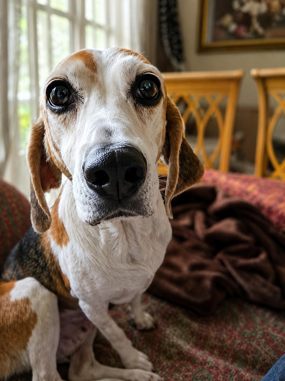 Bonnie IX, Adoptable, Senior Female Beagle.