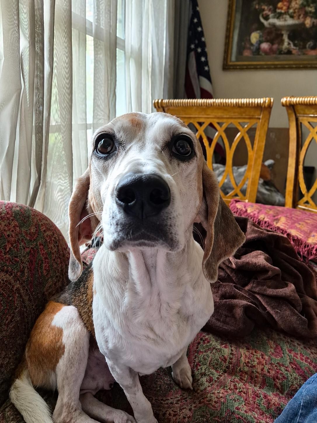 Bonnie IX, a Adoptable Beagle in Dunnellon, FL image 2/3