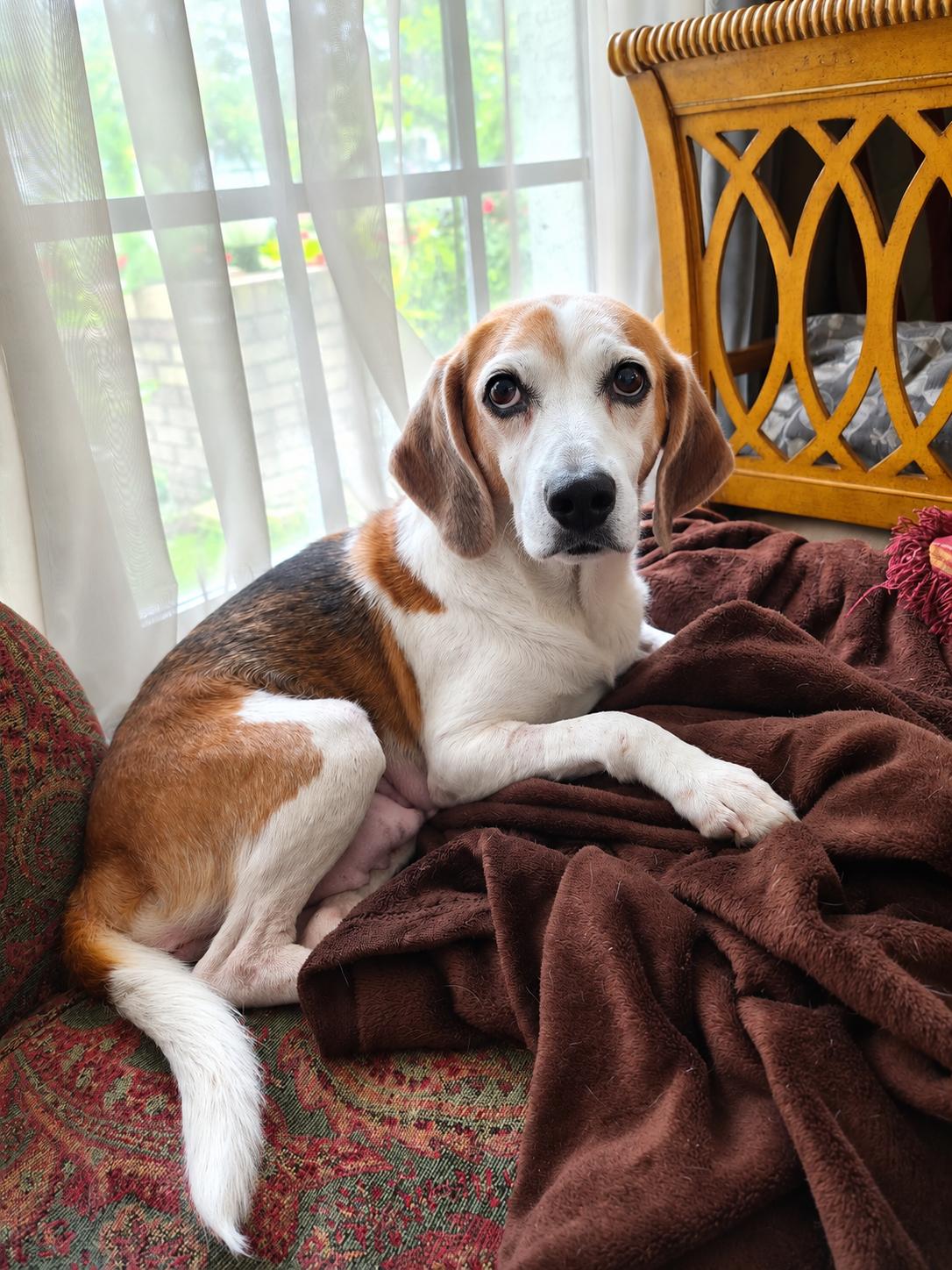 Bonnie IX, a Adoptable Beagle in Dunnellon, FL image 3/3