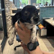 Mila, Adoptable, Puppy Female Jack Russell Terrier.
