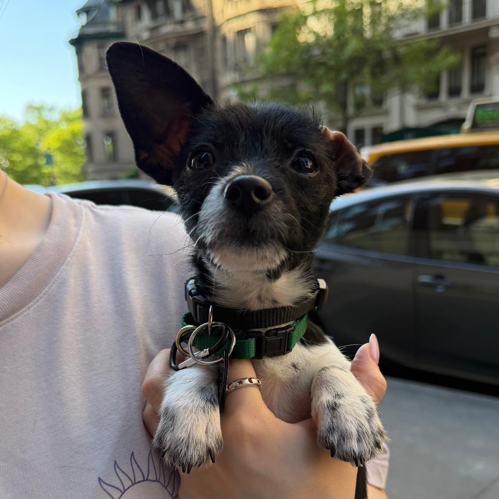 Enlarge Mila, a Adoptable Jack Russell Terrier in Brooklyn, NY image 2/5