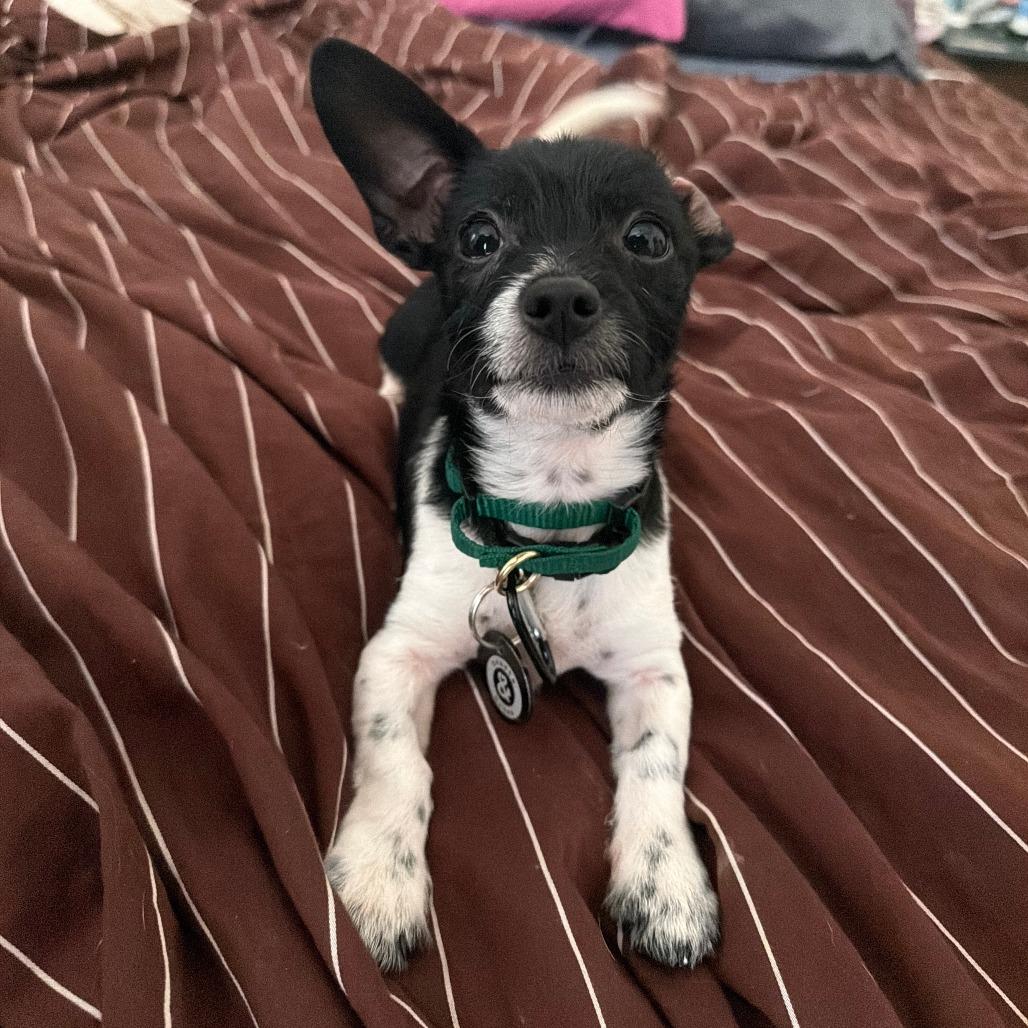 Enlarge Mila, a Adoptable Jack Russell Terrier in Brooklyn, NY image 3/5