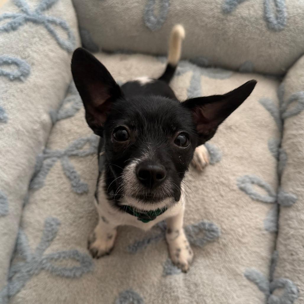 Enlarge Mila, a Adoptable Jack Russell Terrier in Brooklyn, NY image 4/5
