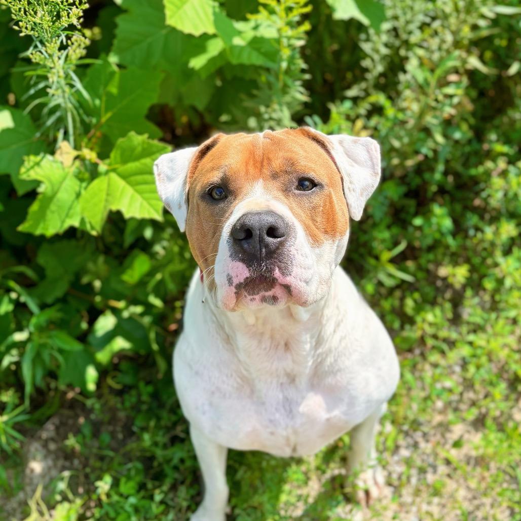 Enlarge Mason, a Adoptable Pit Bull Terrier in Nashville, IN image 1/6