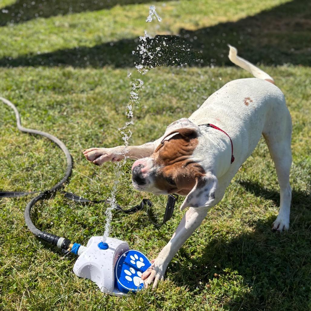 Enlarge Mason, a Adoptable Pit Bull Terrier in Nashville, IN image 2/6