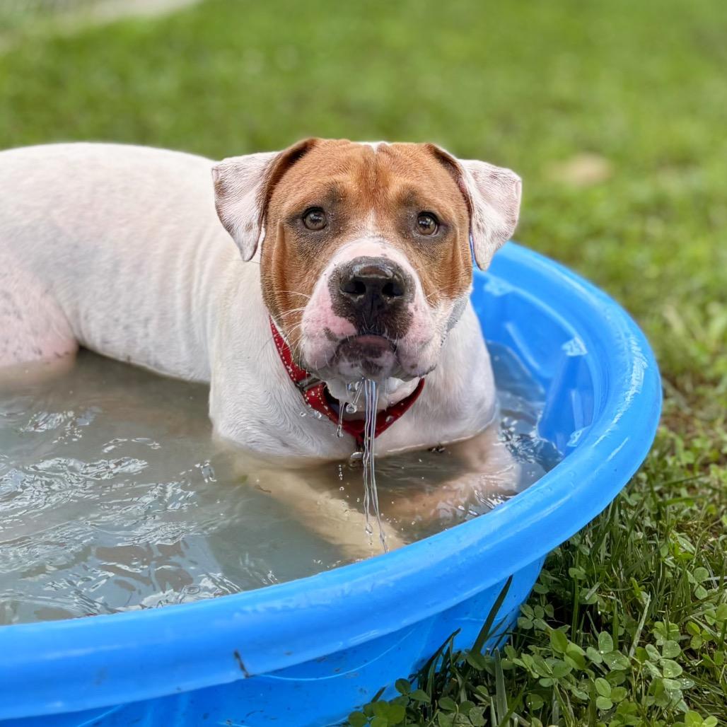 Enlarge Mason, a Adoptable Pit Bull Terrier in Nashville, IN image 5/6