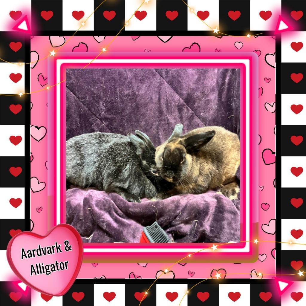 Aardvark, Adoptable, Adult Female Bunny Rabbit.