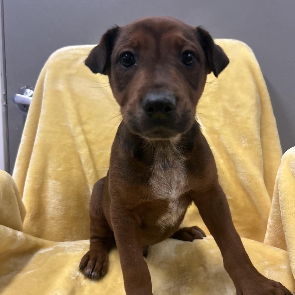 Mogul, Adoptable, Puppy Male Cattle Dog.