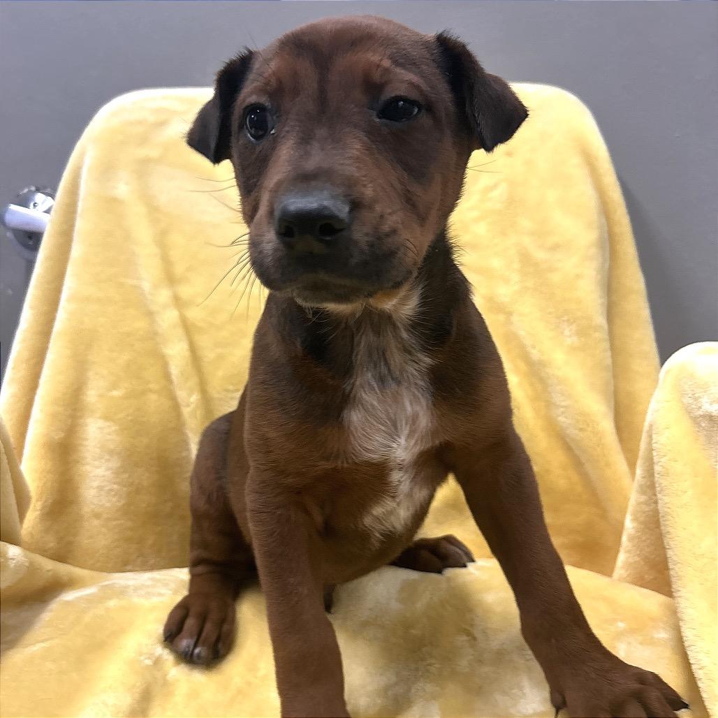 Enlarge Mogul, a Adoptable Cattle Dog in Park City, UT image 4/6
