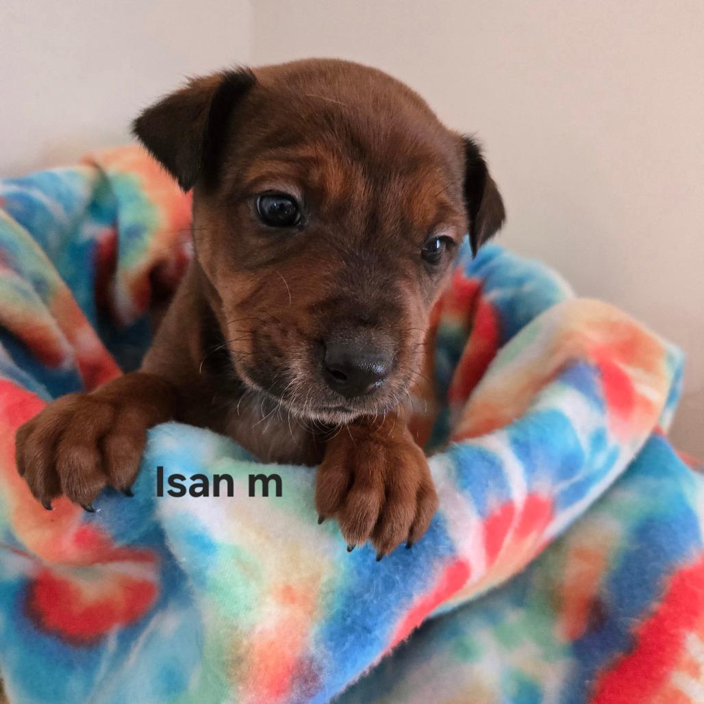 Enlarge Mogul, a Adoptable Cattle Dog in Park City, UT image 5/6