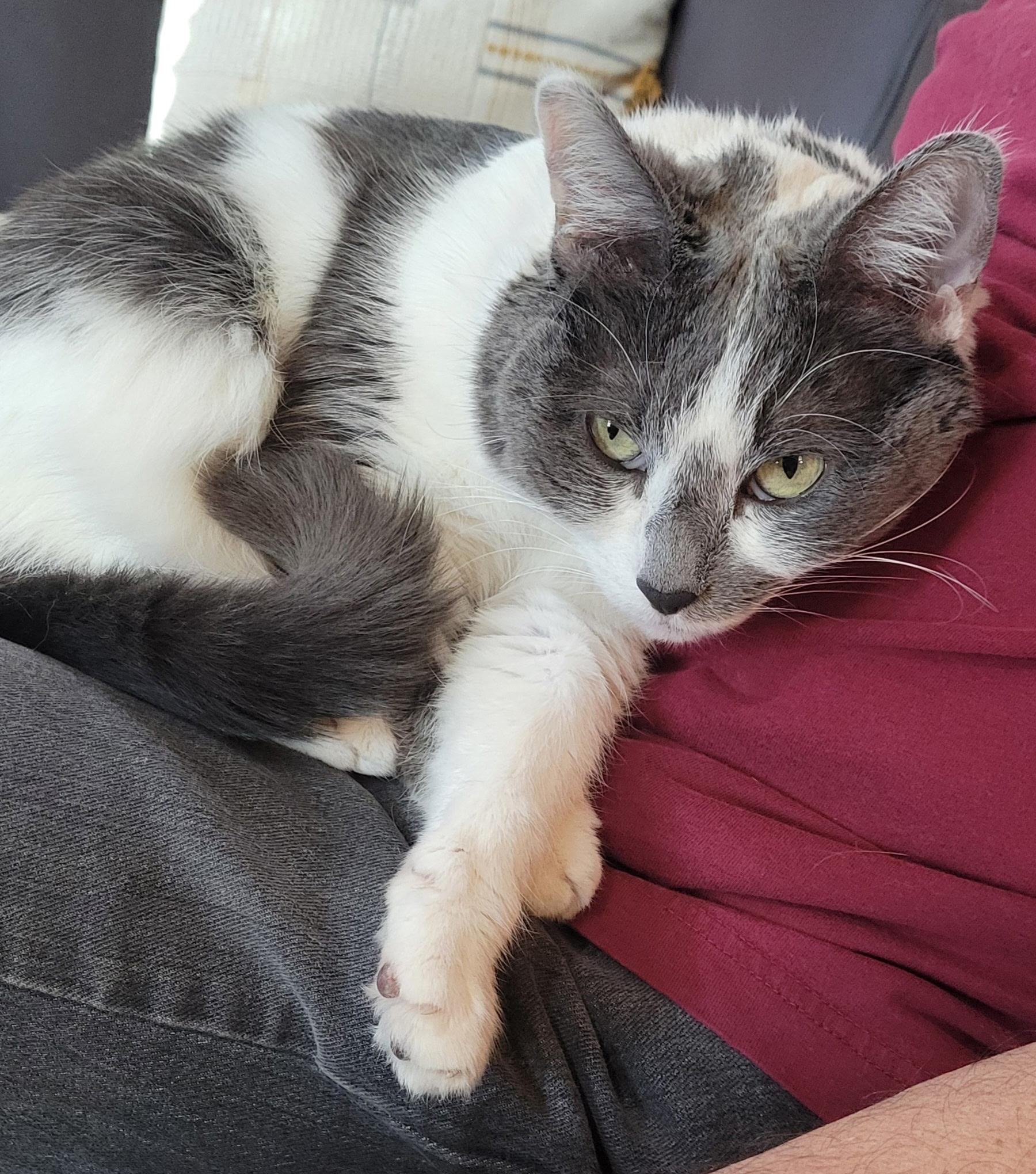 Betty , a ADOPTABLE mixed breed in Youngtown, AZ image 2/3