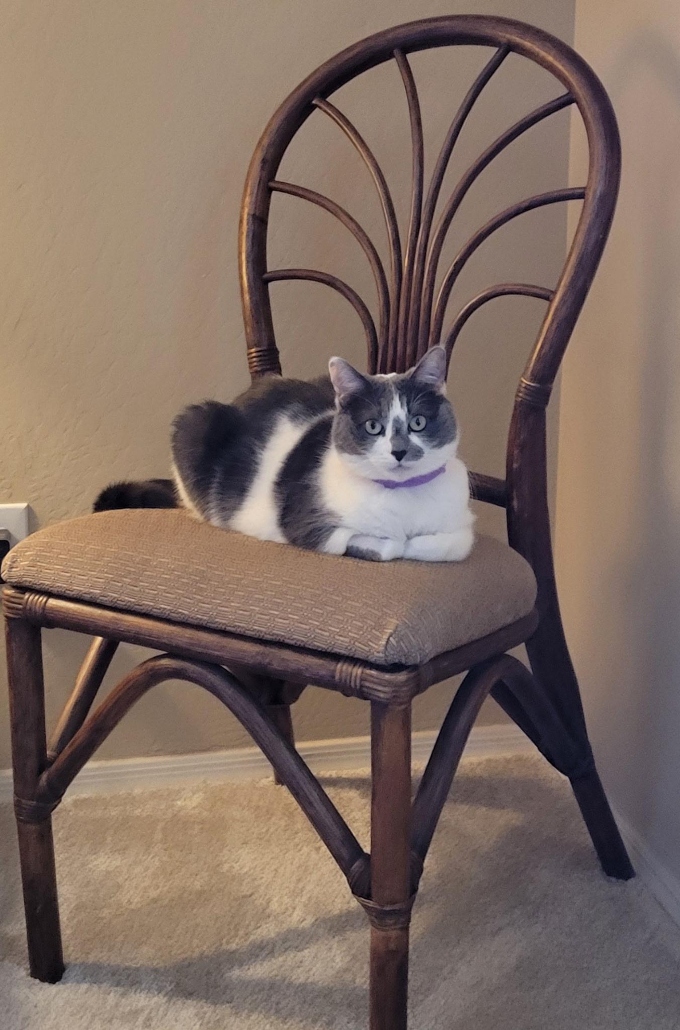 Betty , a ADOPTABLE mixed breed in Youngtown, AZ image 1/3