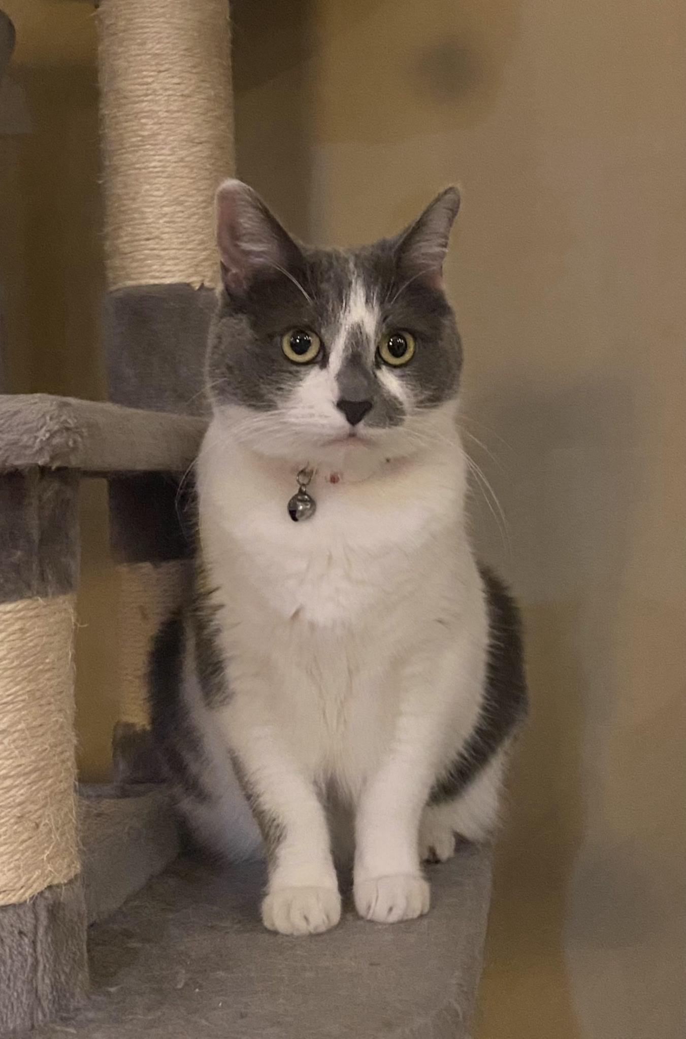 Betty , a ADOPTABLE mixed breed in Youngtown, AZ image 3/3