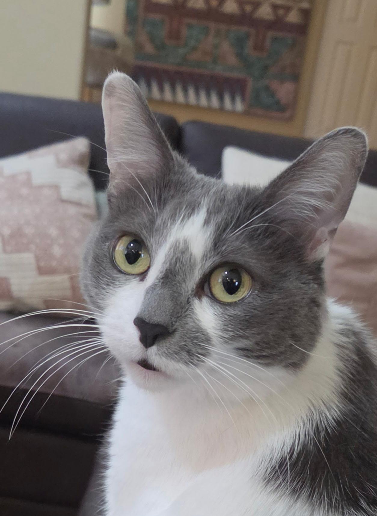 Betty , ADOPTABLE, Adult Female Domestic Short Hair.