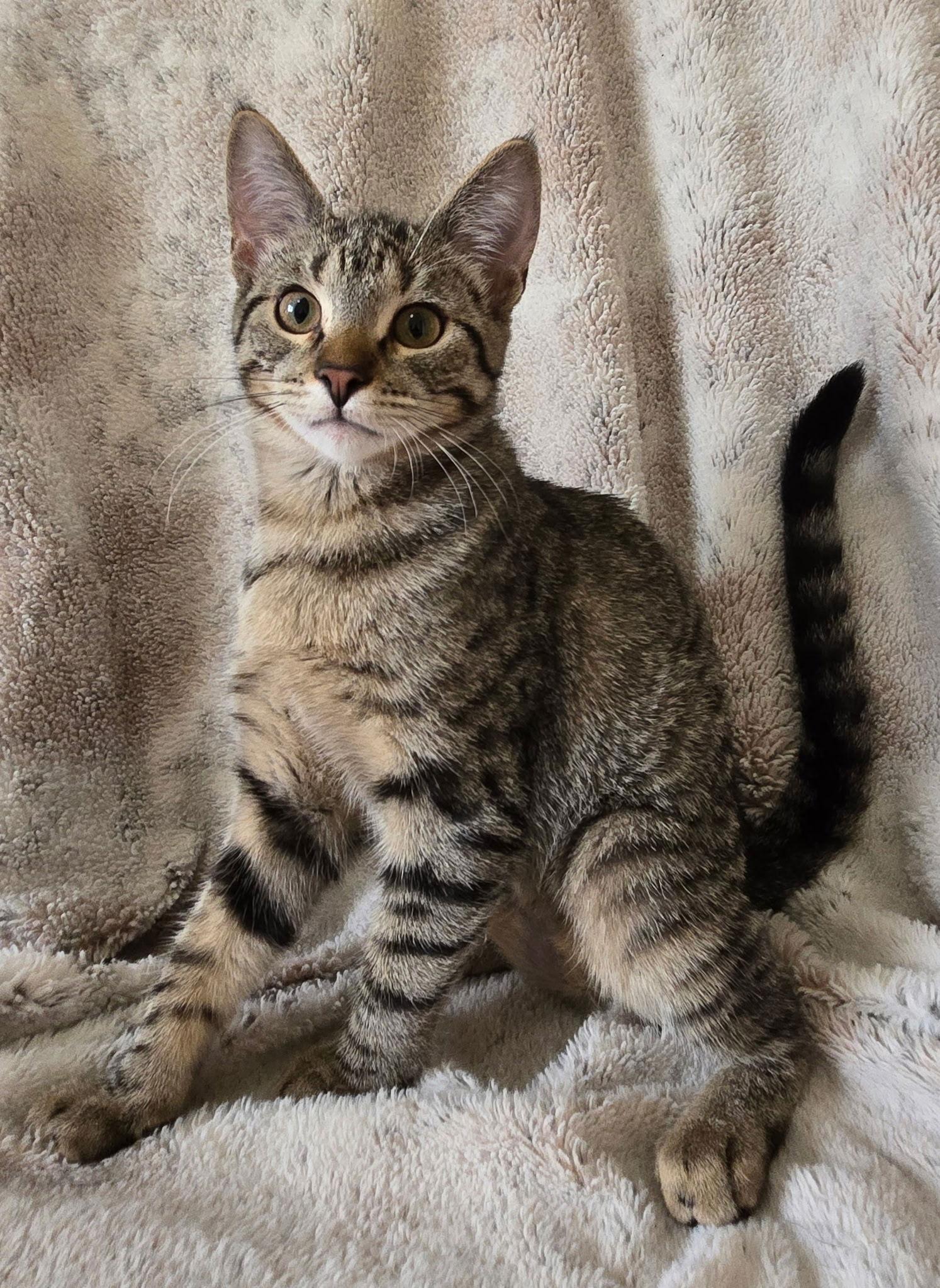 Topaz, a Adoptable Domestic Short Hair in Fargo, ND image 1/2