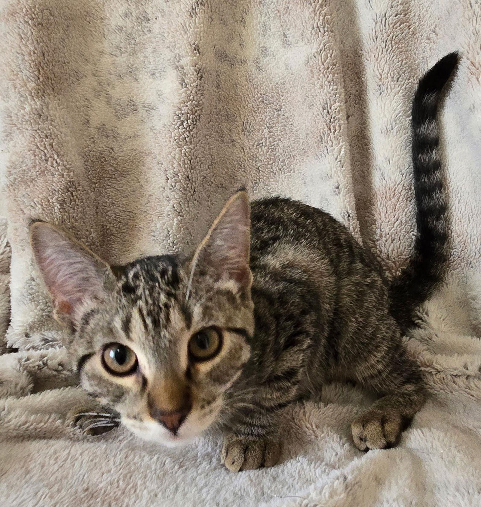 Topaz, a Adoptable Domestic Short Hair in Fargo, ND image 2/2