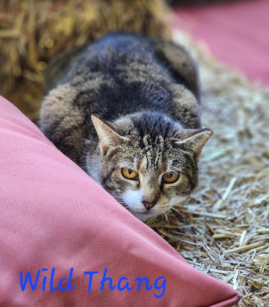 Enlarge Wild Thang, a Adoptable mixed breed in Cambridge, MD image 1/2