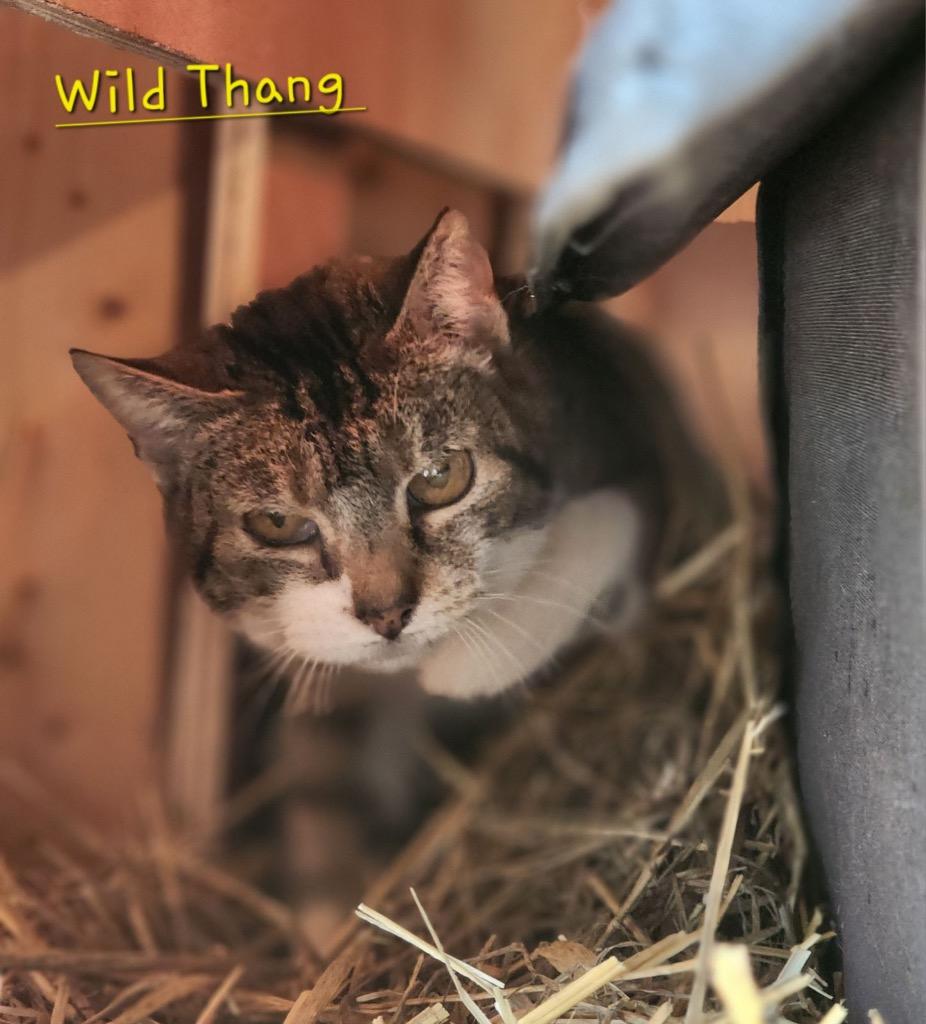 Enlarge Wild Thang, a Adoptable mixed breed in Cambridge, MD image 2/2