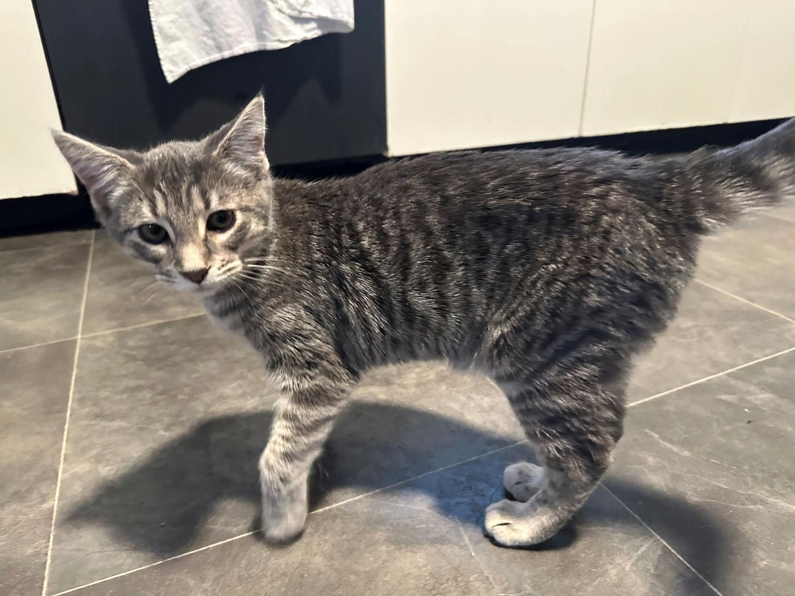 Enlarge Allison, a Adopted Domestic Short Hair in Naugatuck, CT image 1/3