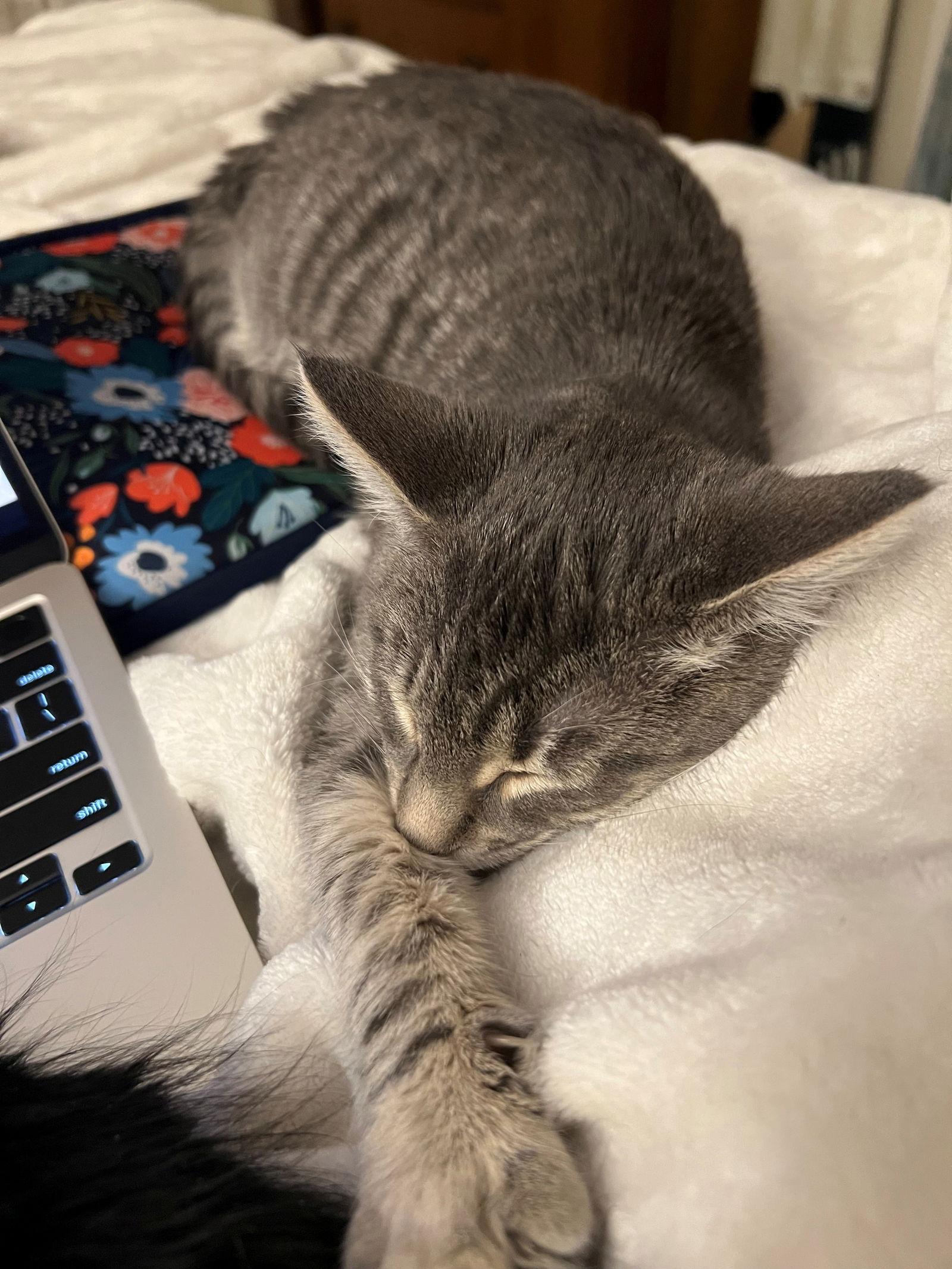 Enlarge Allison, a Adopted Domestic Short Hair in Naugatuck, CT image 2/3