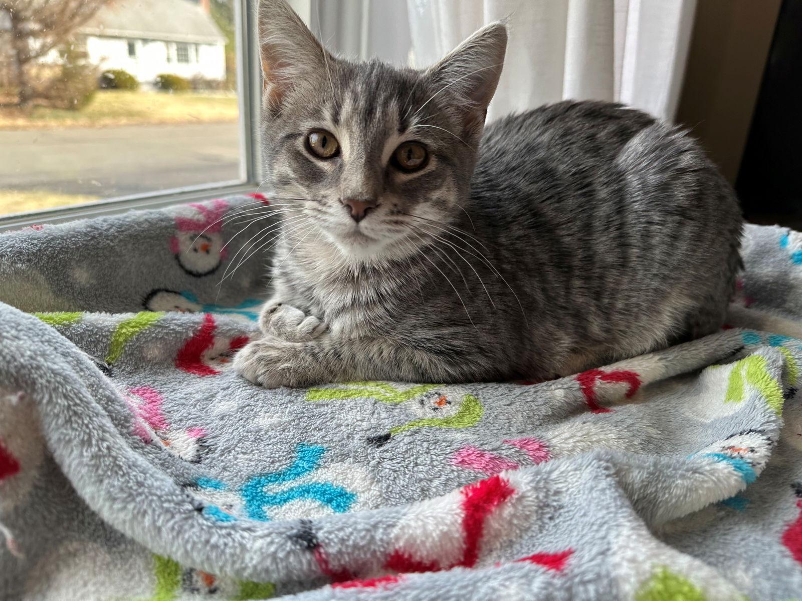 Enlarge Allison, a Adopted Domestic Short Hair in Naugatuck, CT image 3/3