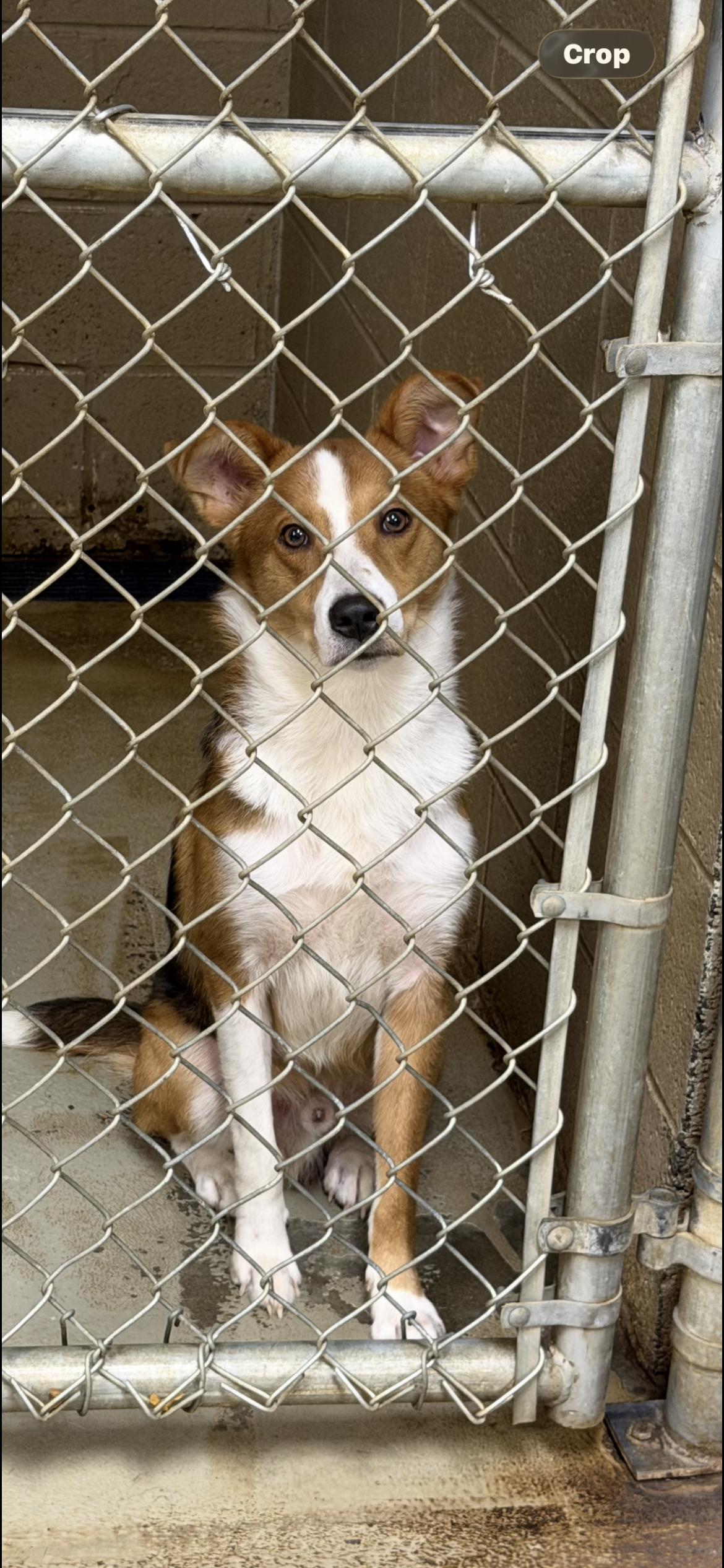 Enlarge Napoleon, a ADOPTABLE mixed breed in Port Saint Lucie, FL image 2/2