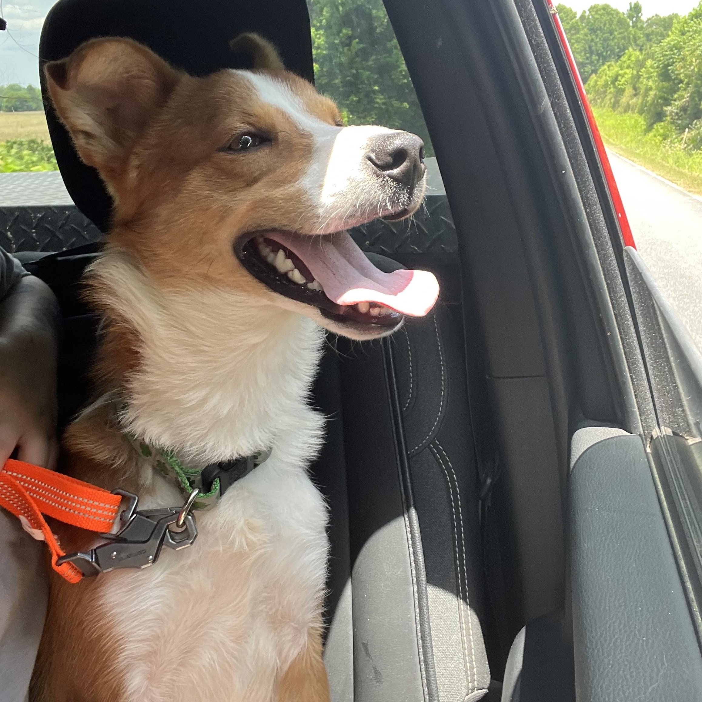 Enlarge Napoleon, a ADOPTABLE mixed breed in Port Saint Lucie, FL image 1/2