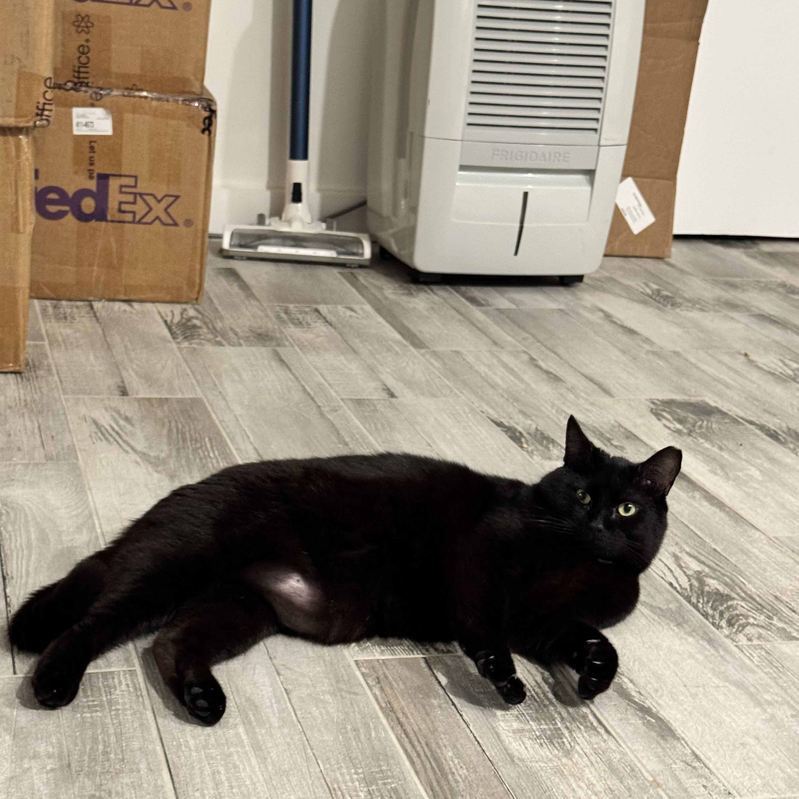 Panther, Adoptable, Young Male Domestic Short Hair.