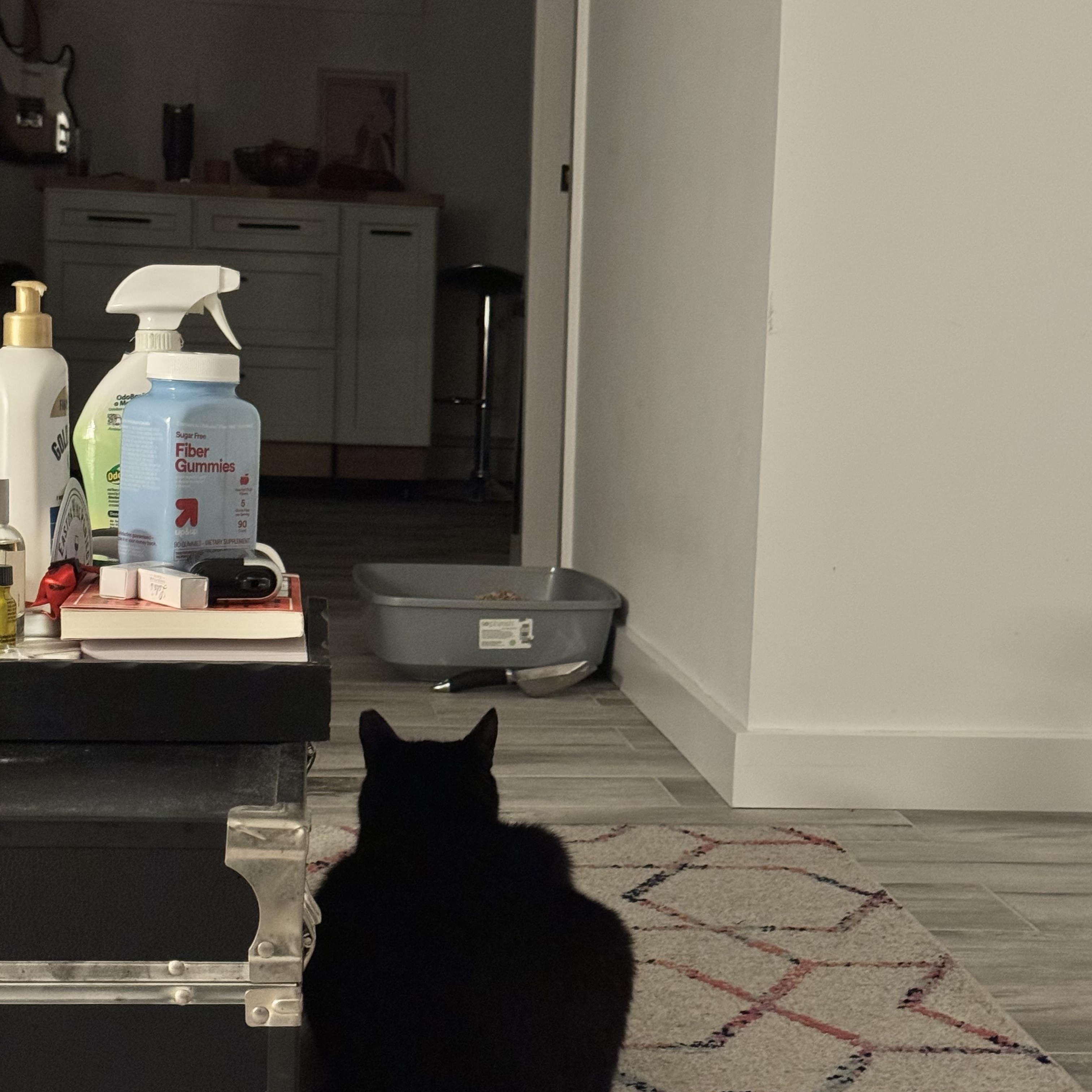 Panther, a Adoptable Domestic Short Hair in Asbury Park, NJ image 3/4