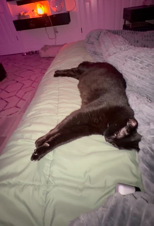 Enlarge Panther, a Adoptable Domestic Short Hair in Asbury Park, NJ video 4/4