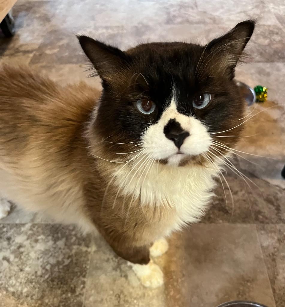 Enlarge Panda, a Adoptable Snowshoe in Mira Loma, CA image 1/1