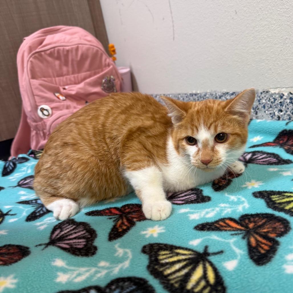 Slider, Adoptable, Kitten Female Domestic Short Hair.