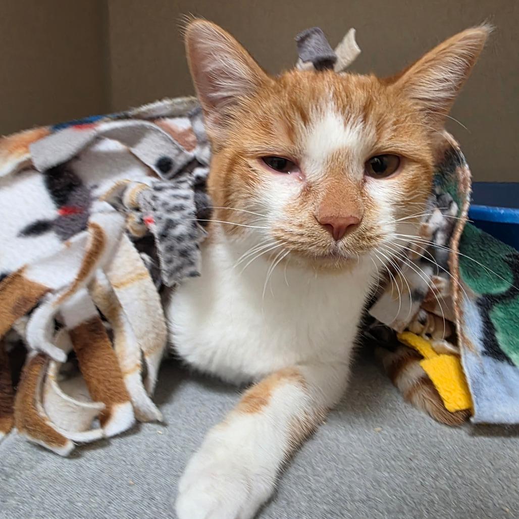Enlarge Slider, a Adoptable Domestic Short Hair in Great Falls, MT image 2/2