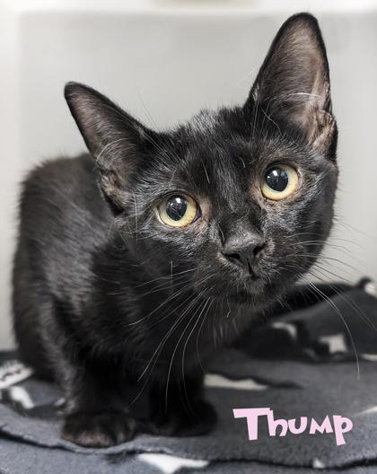 Thump, Adoptable, Kitten Female Domestic Short Hair & Domestic Short Hair.