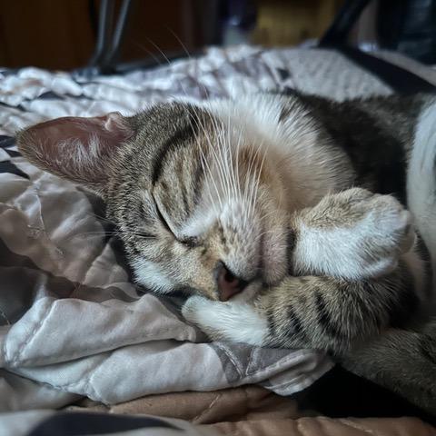 Enlarge Odin, a Adoptable Domestic Short Hair in Pacifica, CA image 1/6