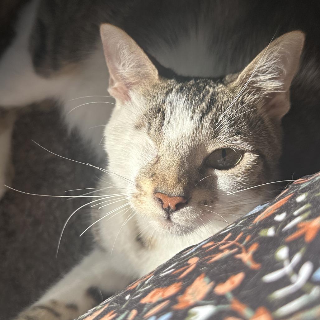 Enlarge Odin, a Adoptable Domestic Short Hair in Pacifica, CA image 2/6