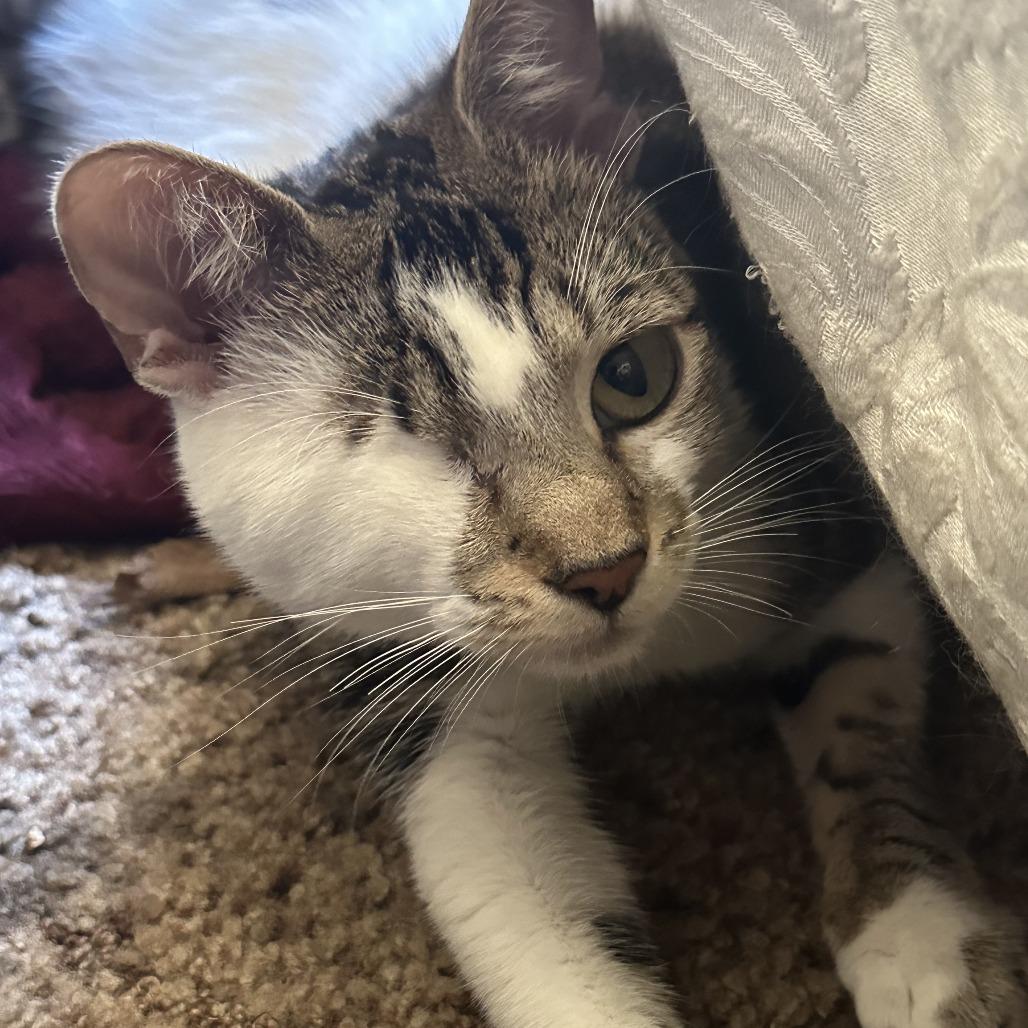 Enlarge Odin, a Adoptable Domestic Short Hair in Pacifica, CA image 3/6