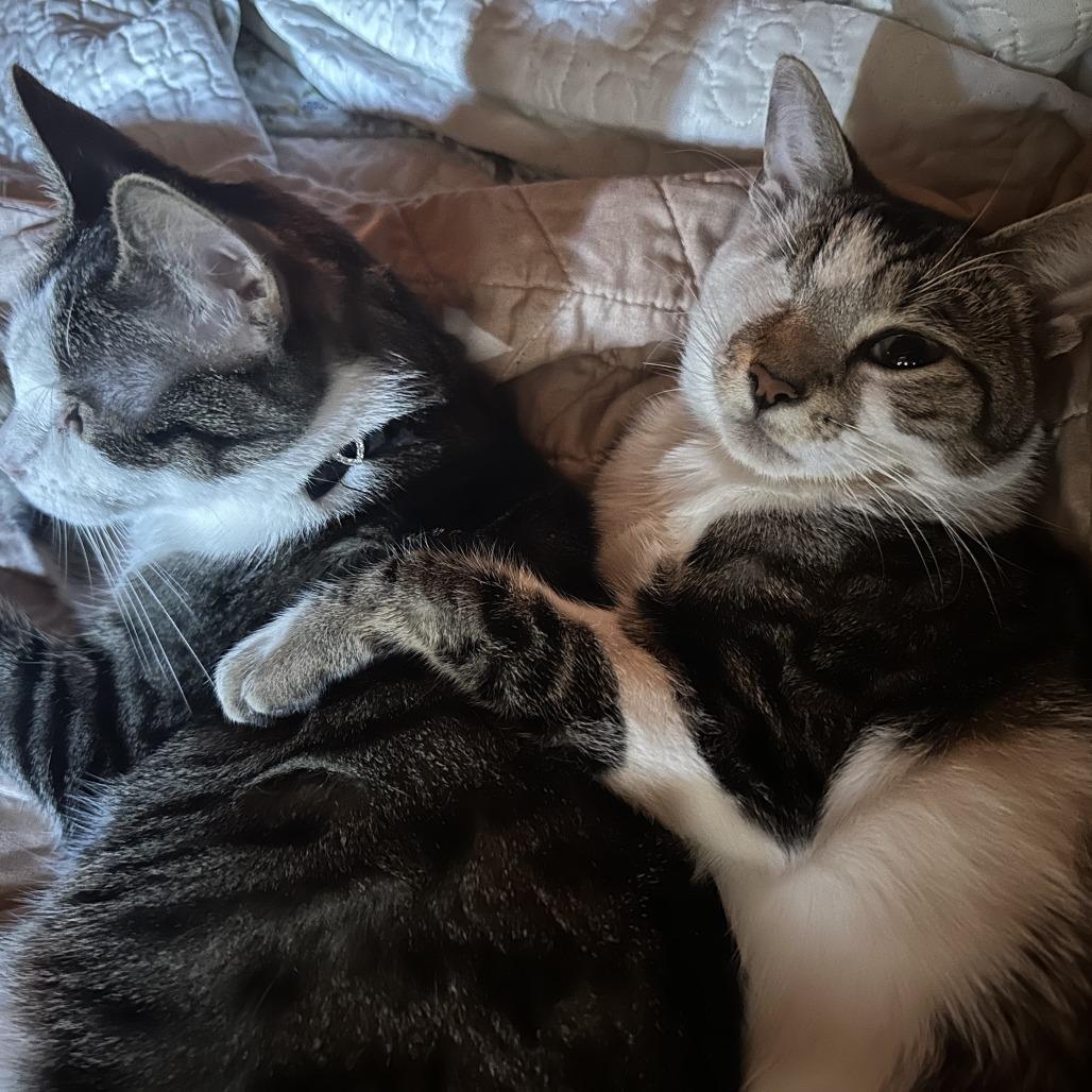 Odin, a Adoptable Domestic Short Hair in Pacifica, CA image 2/6