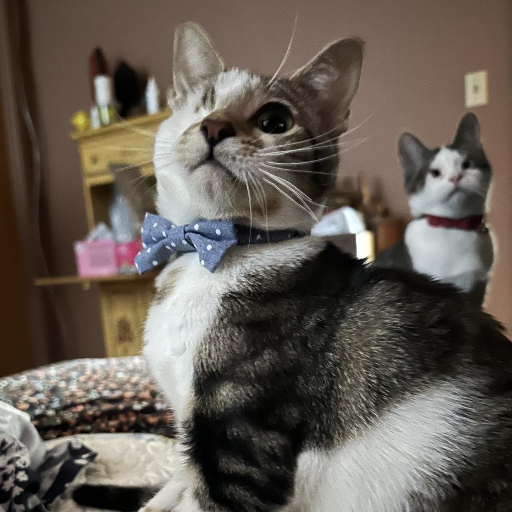 Enlarge Odin, a Adoptable Domestic Short Hair in Pacifica, CA image 6/6