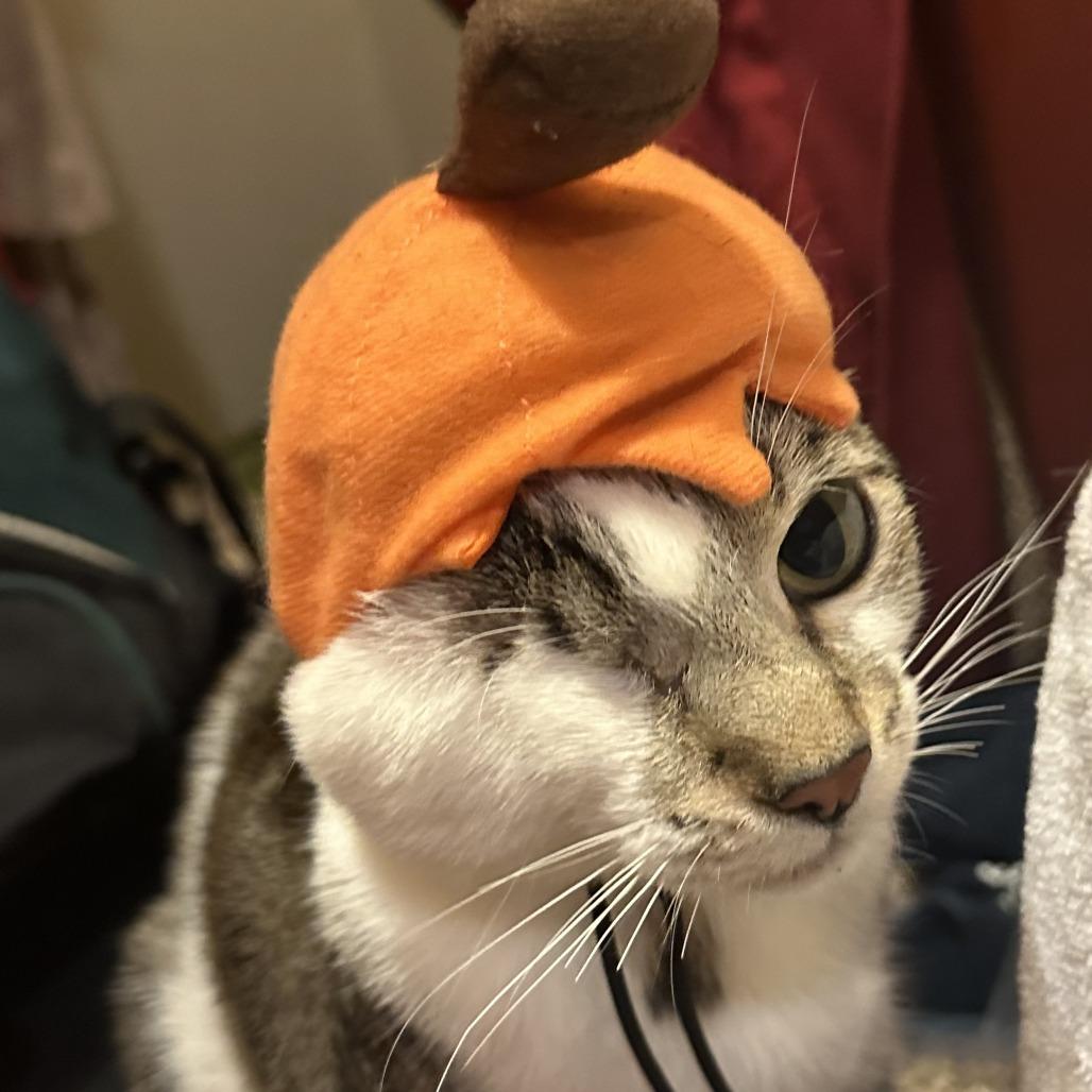 Odin, a Adoptable Domestic Short Hair in Pacifica, CA image 6/6